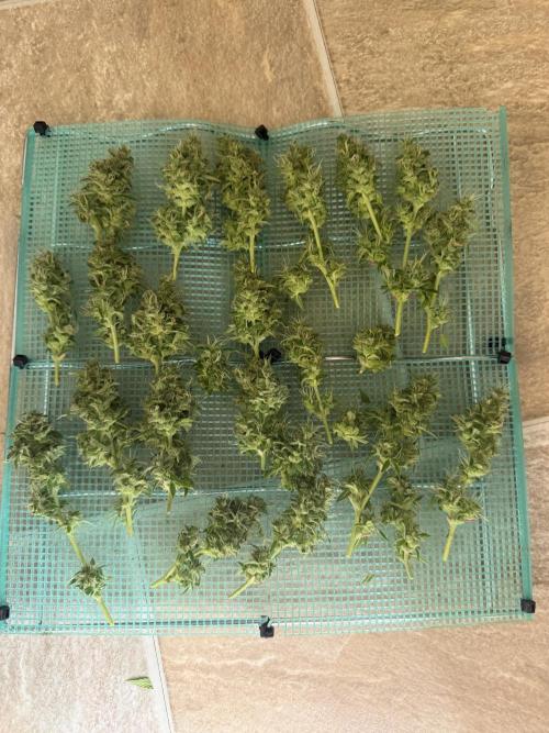 WurlzF1 / Wedding Glue / Gushers. Week 12 - 02.08.26
2/3 WG1