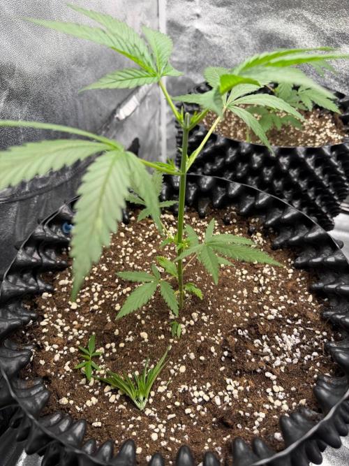 Hella Jelly/Black Runtz/Sw.Mand.Skittlez. Week 4 - 08.09.26
1/3 SMZ topped