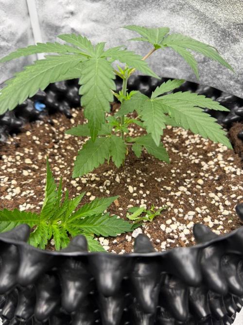 Hella Jelly/Black Runtz/Sw.Mand.Skittlez. Week 4 - 08.09.26
3/3 BR topped