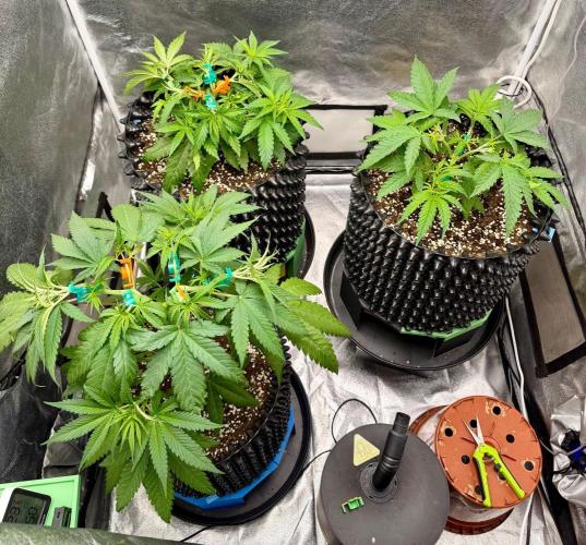 Hella Jelly/Black Runtz/Sw.Mand.Skittlez. Week 6 - 22.09.26
LST