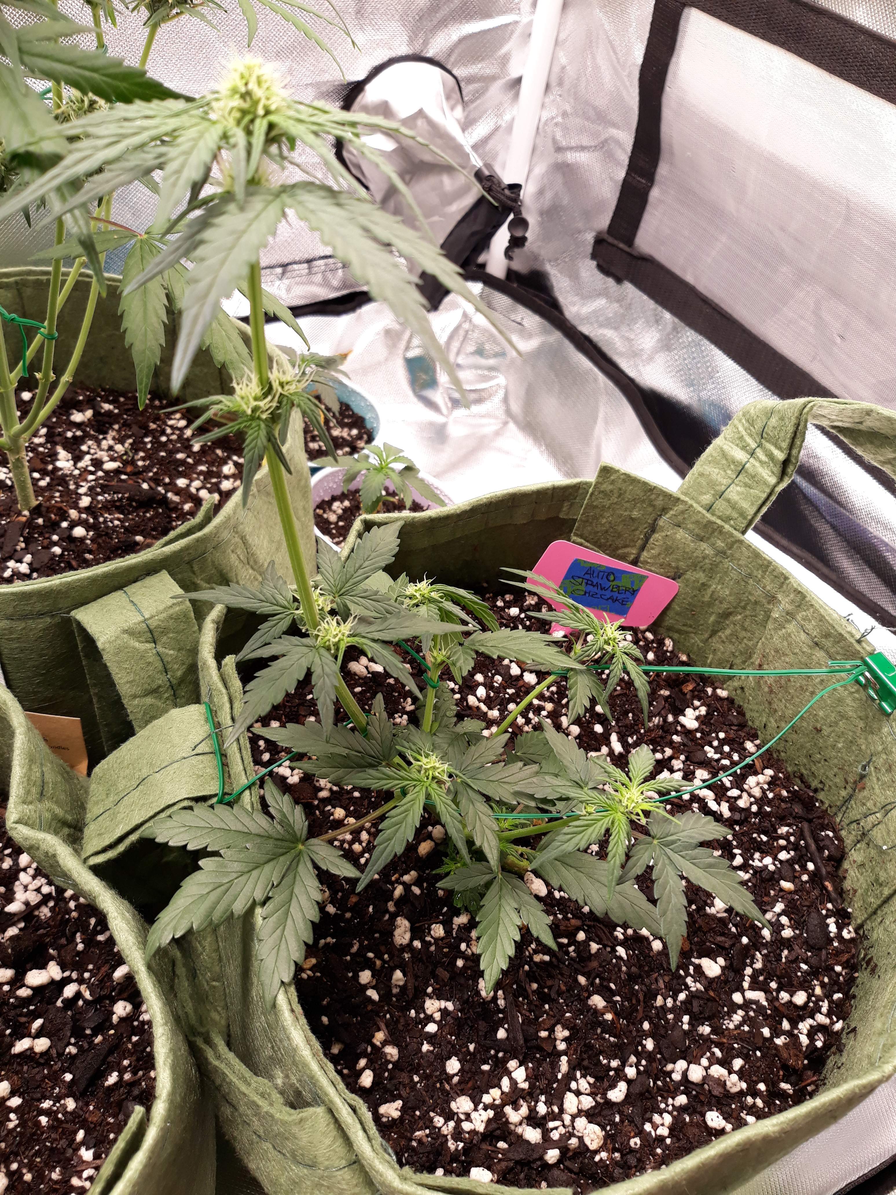 Seedsman Strawberry Cheesecake Auto grow diary (journal) week5 by