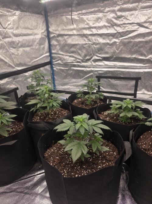 He is a beginner and wants help.. Week 3