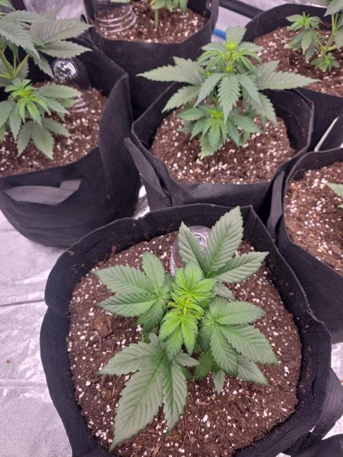 He is a beginner and wants help.. Week 3