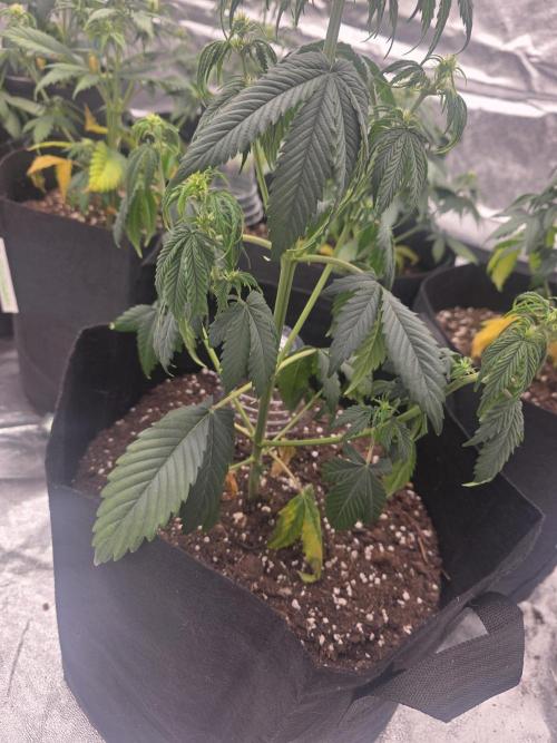 He is a beginner and wants help.. Week 5