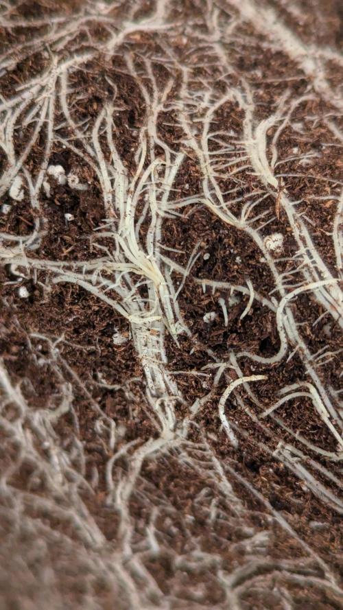 Gary Payton von Farmbros . Week 2