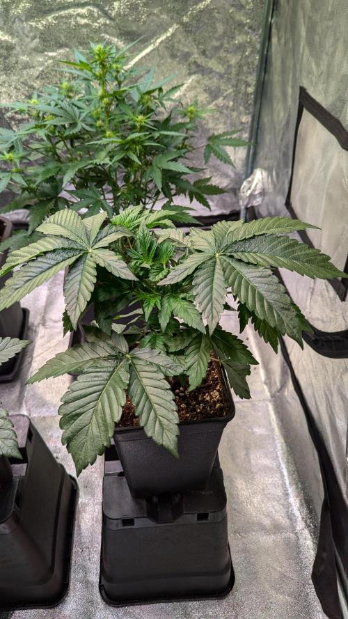 Gary Payton von Farmbros . Week 2