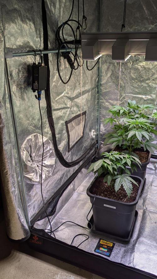 Gary Payton von Farmbros . Week 3