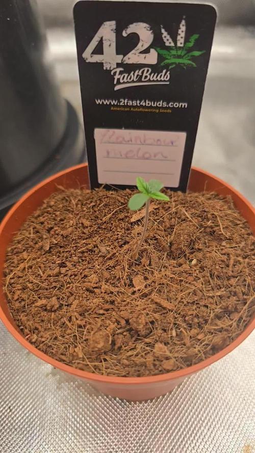 Terpzys indoor photos