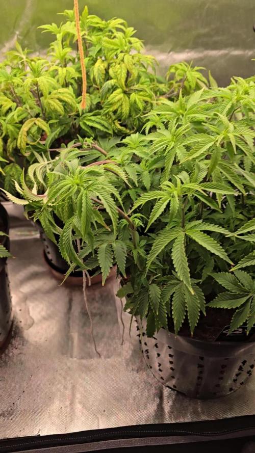 Terpzys indoor photos