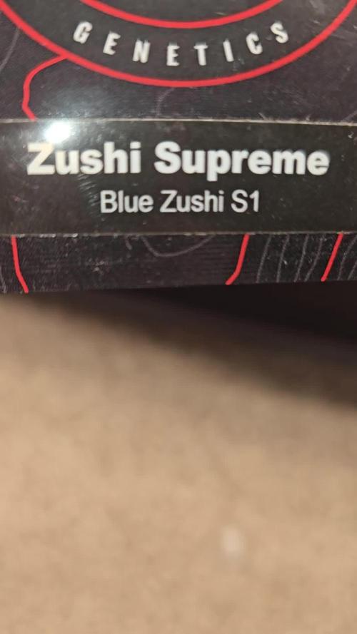 Blue Zushi S1