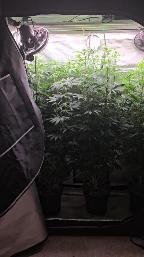 Zushi Supreme. Week 14