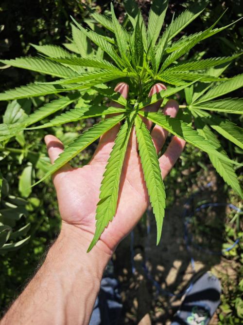 VALTIREGREEN. Week 5