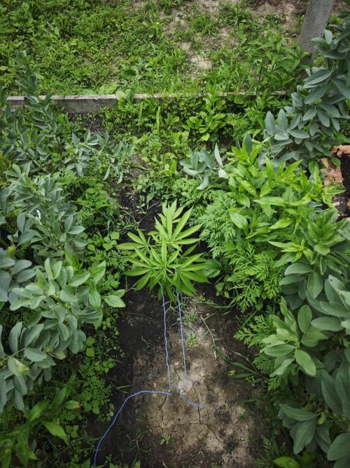 VALTIREGREEN. Week 5