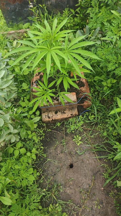 VALTIREGREEN. Week 6