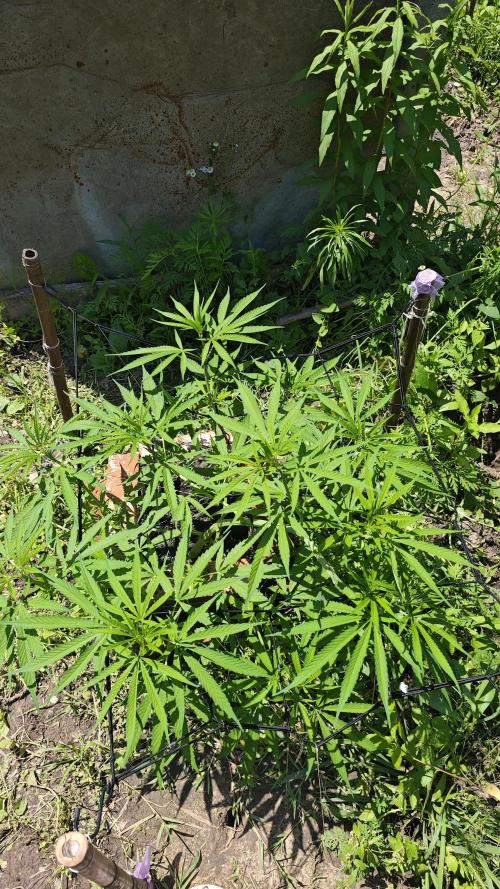 VALTIREGREEN. Week 8