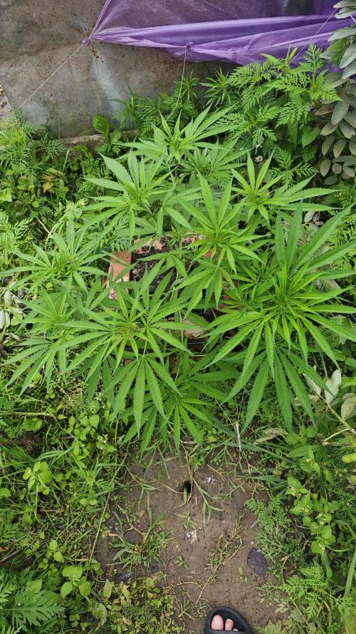 VALTIREGREEN. Week 8