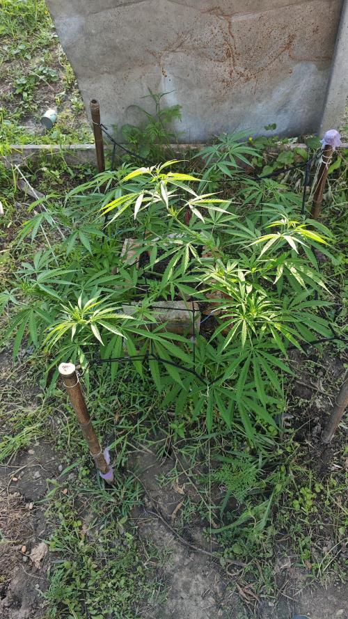 VALTIREGREEN. Week 9