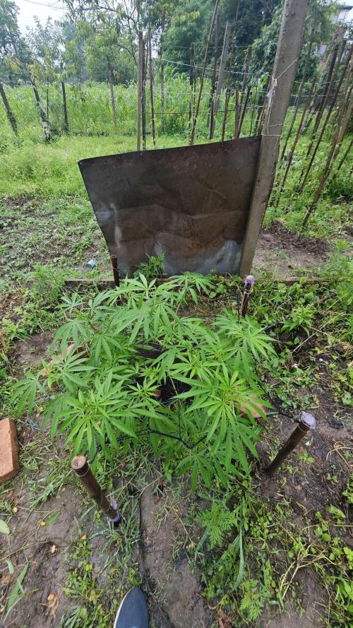 VALTIREGREEN. Week 9
