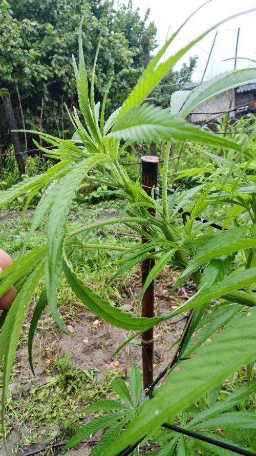 VALTIREGREEN. Week 9