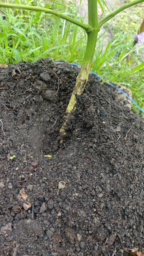 VALTIREGREEN. Week 9