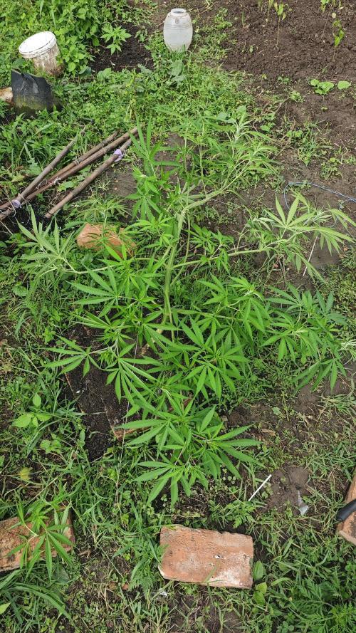 VALTIREGREEN. Week 10