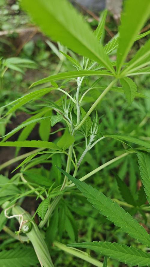 VALTIREGREEN. Week 10