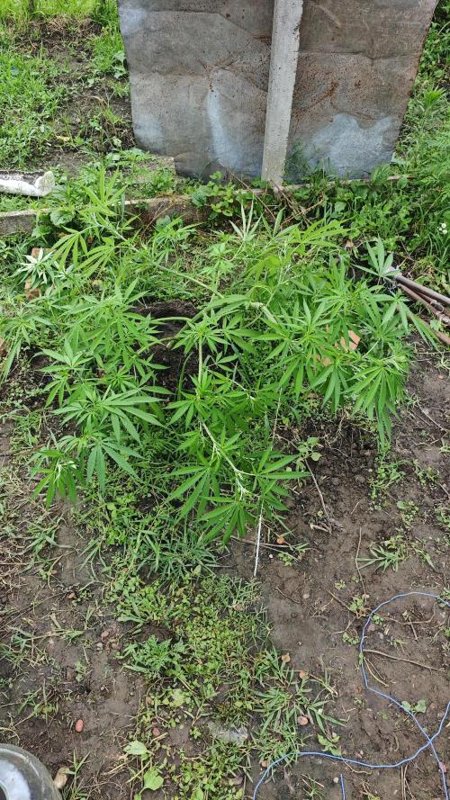 VALTIREGREEN. Week 10