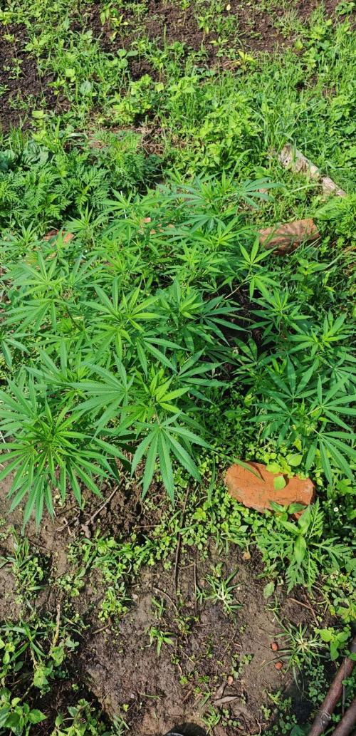 VALTIREGREEN. Week 11