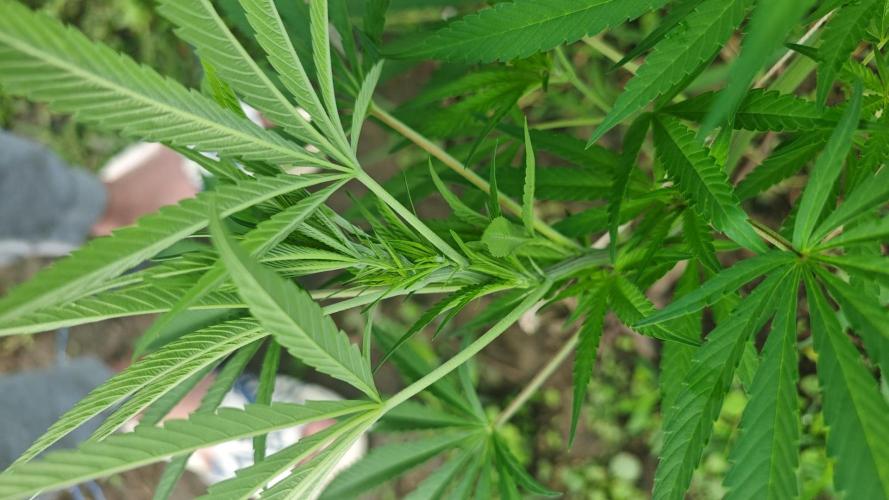 VALTIREGREEN. Week 11