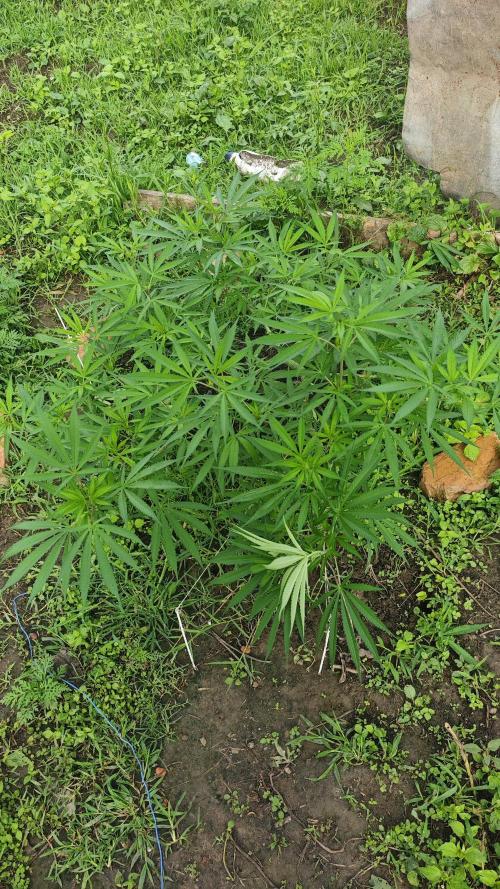 VALTIREGREEN. Week 11