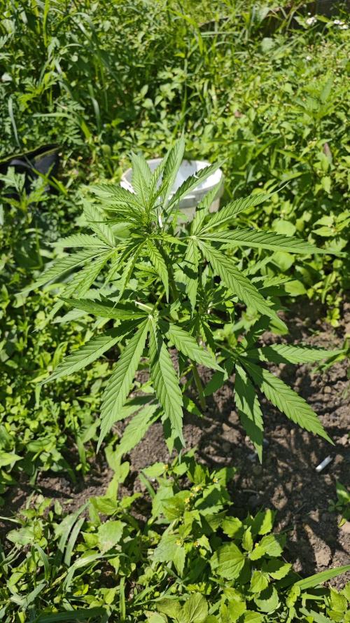 VALTIREGREEN. Week 5