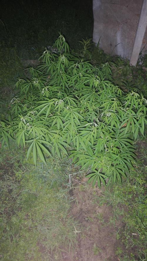 VALTIREGREEN. Week 12