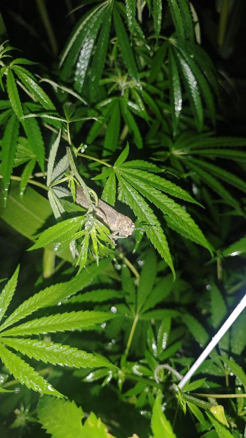 VALTIREGREEN. Week 12 - 🐉🐉🐉