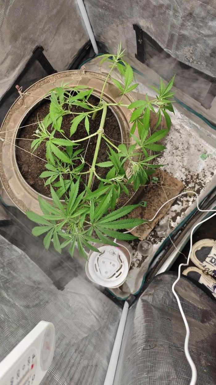 VALTIREGREEN. Week 5