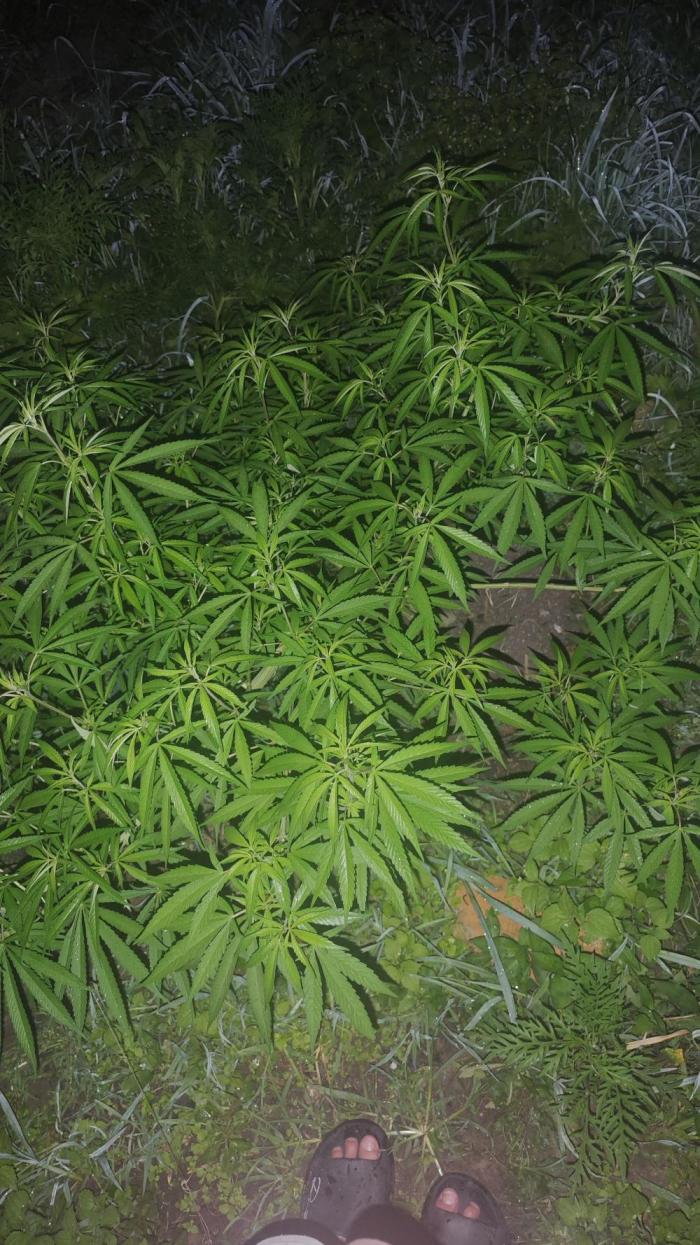 VALTIREGREEN. Week 13