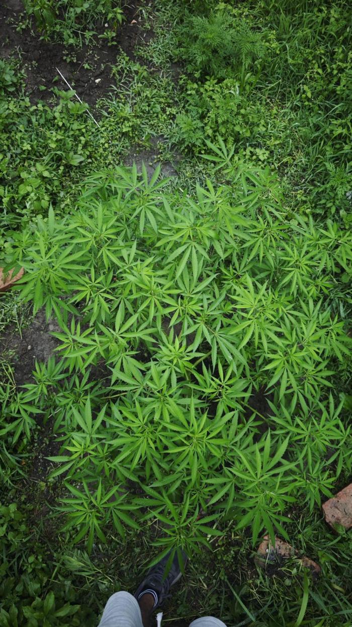 VALTIREGREEN. Week 14