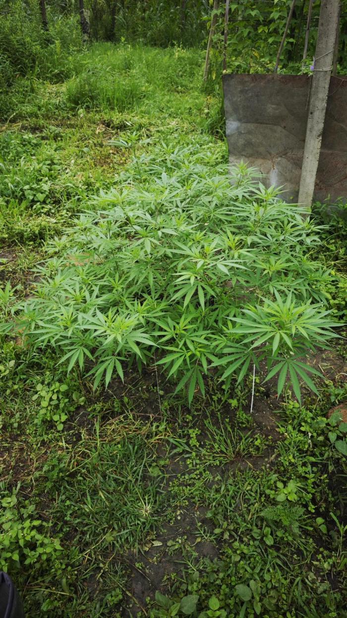 VALTIREGREEN. Week 16