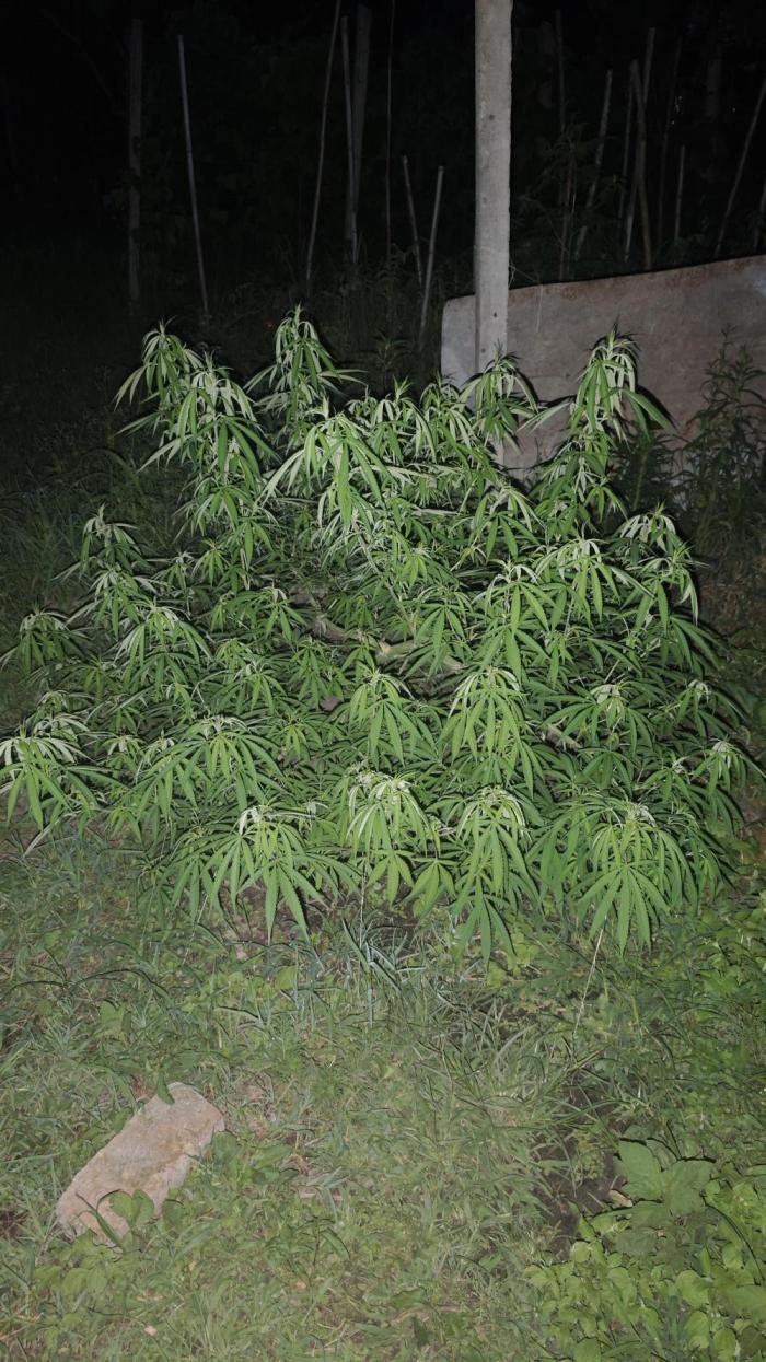 VALTIREGREEN. Week 17