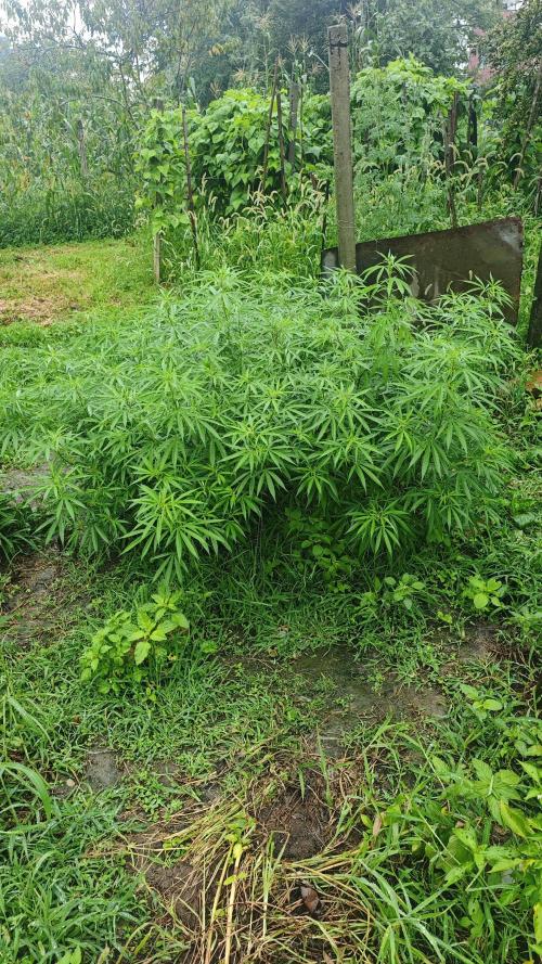 VALTIREGREEN. Week 21