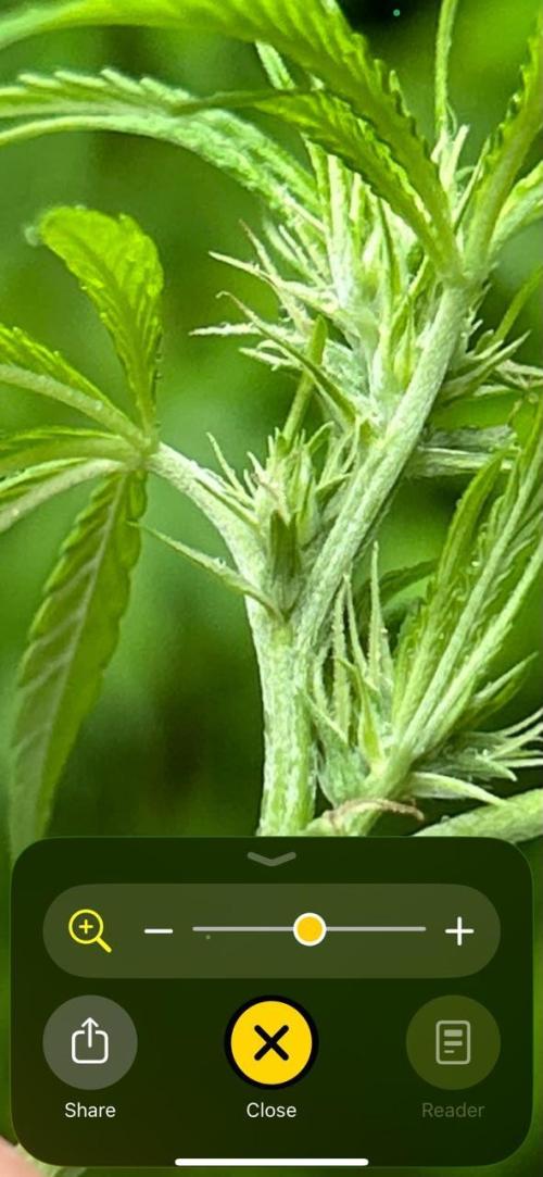 VALTIREGREEN. Week 21