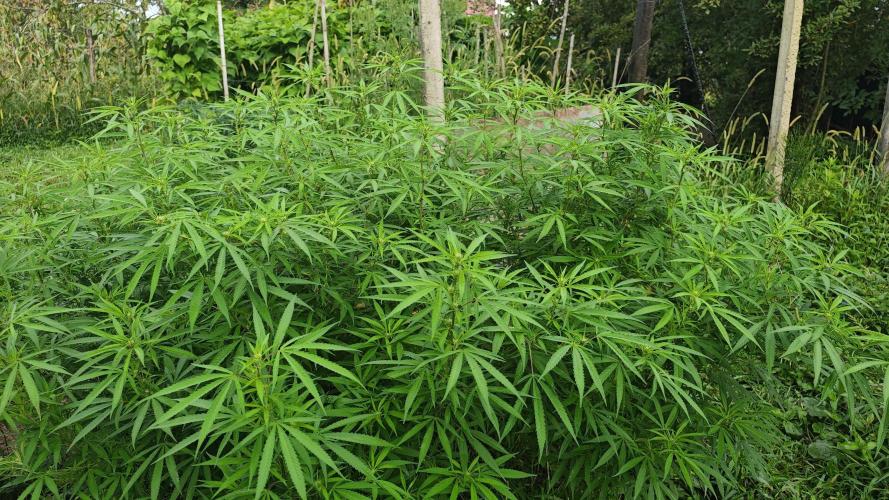 VALTIREGREEN. Week 22