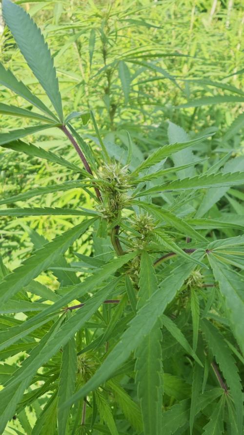 VALTIREGREEN. Week 22