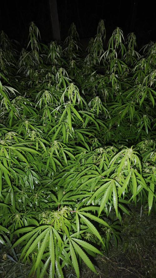 VALTIREGREEN. Week 22