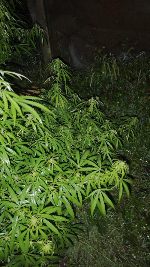 VALTIREGREEN. Week 22
