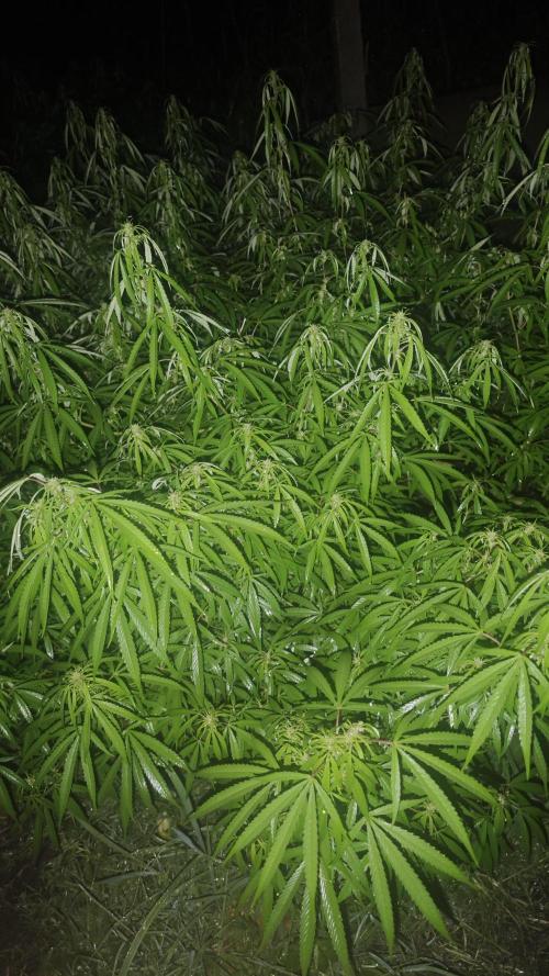 VALTIREGREEN. Week 22