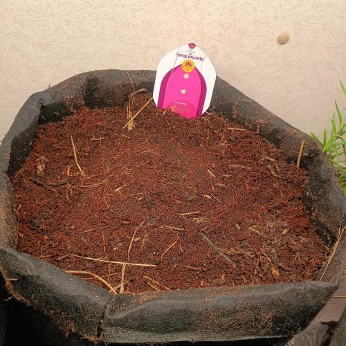 New Dawn. Week 0 - special kush #1 put in soil, root tip visible, wet f=since 3-4days