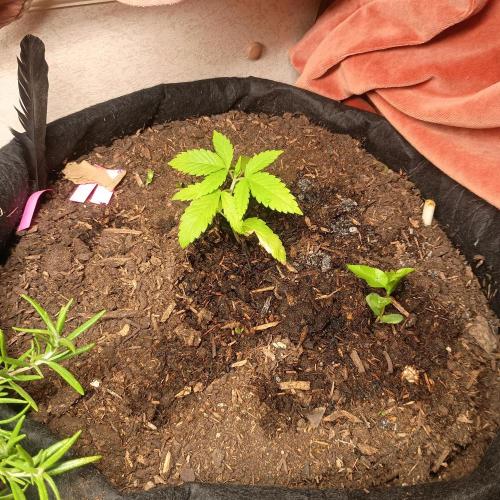 New Dawn. Week 0 - Forbidden fruit in week 5 veg, from feminised seed germinated on 23/08