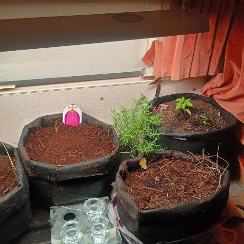 New Dawn. Week 0 - got some rosemary growing alongside the mary