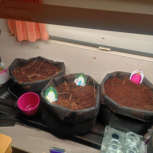 New Dawn. Week 0 - central bag: Orion&Apollo F1 put in soil, root tips visible, wet since 3-4days