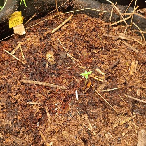 New Dawn. Week 0 - diamante citron auto in week 1? veg
